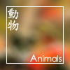 動物 Animals