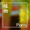 植物 Plants