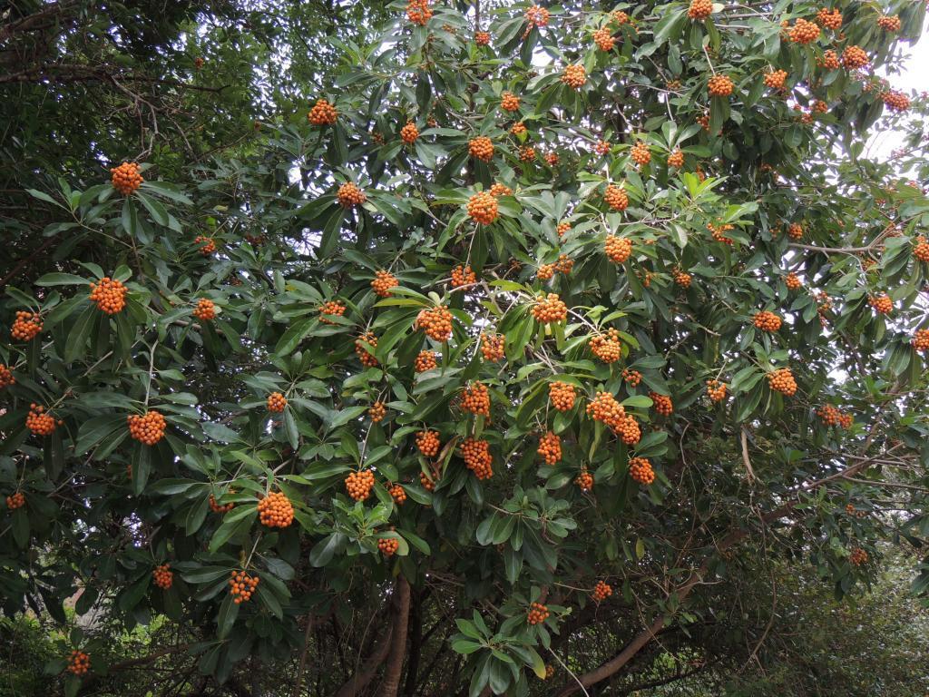 海桐科 海桐屬 台灣海桐 (果期全景03) 陽明交大(石牌) Pittosporum pentandrum | Flickr