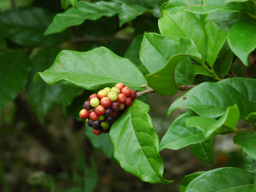 常綠灌木或小喬木，高可達5