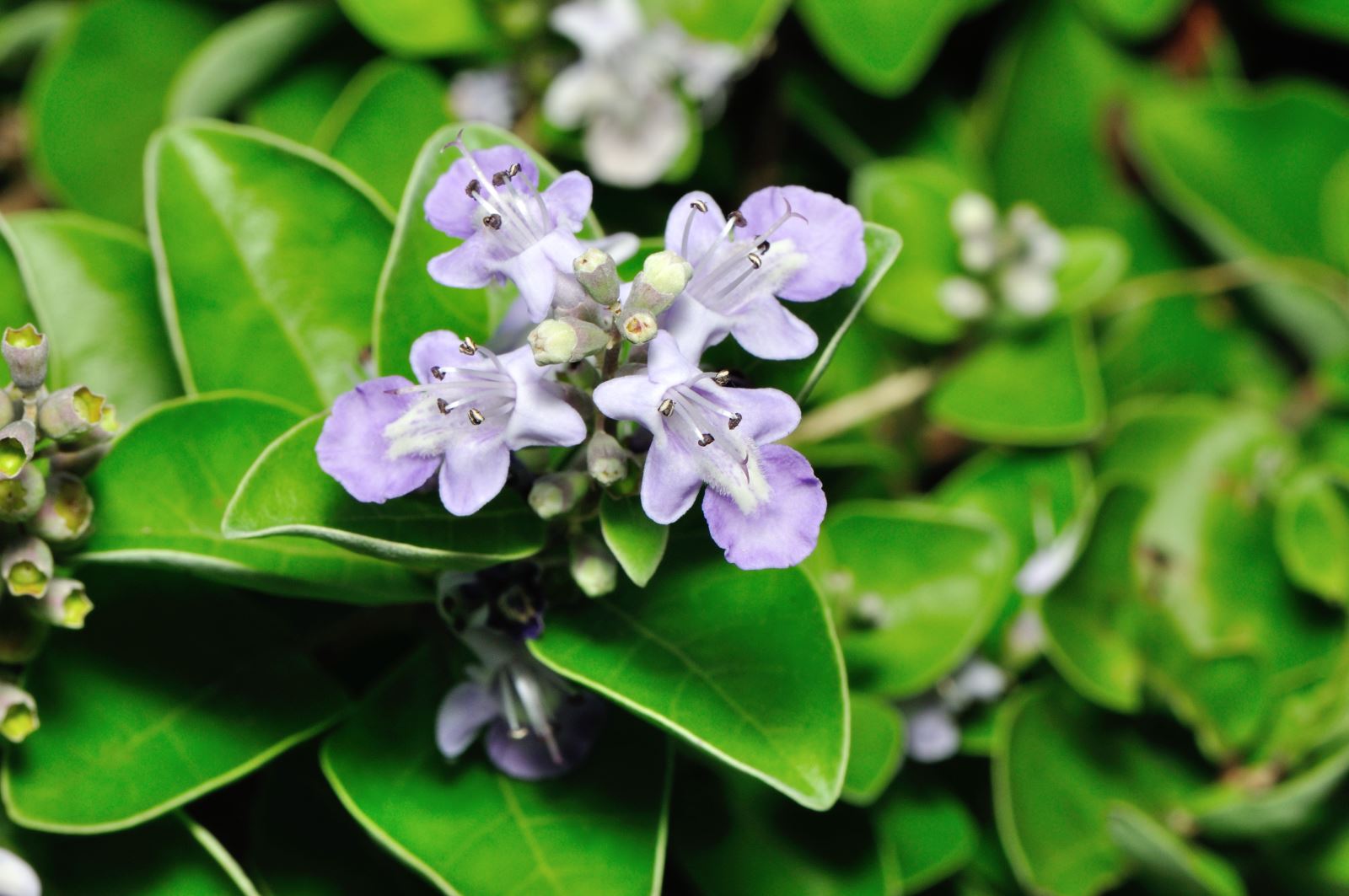 琪花異草-海埔姜、單葉蔓荊