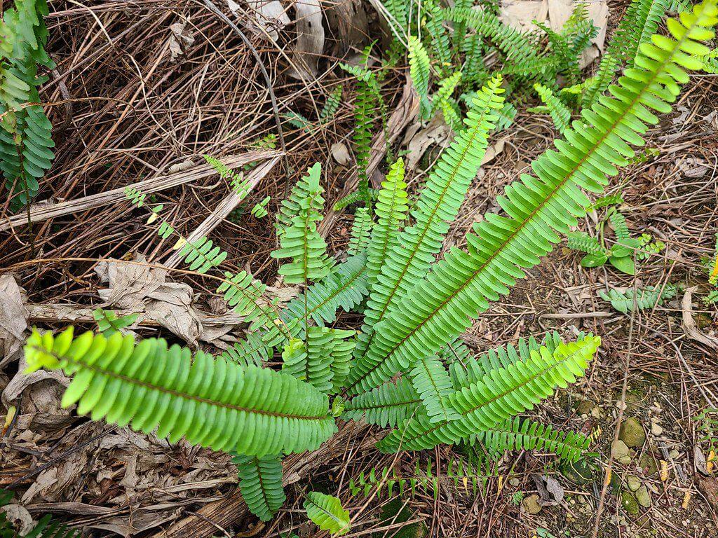 肾蕨_图片_互动百科